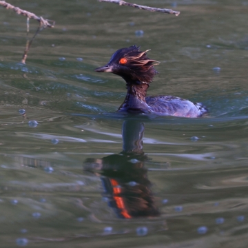 grebe a cou noir_20260721_a